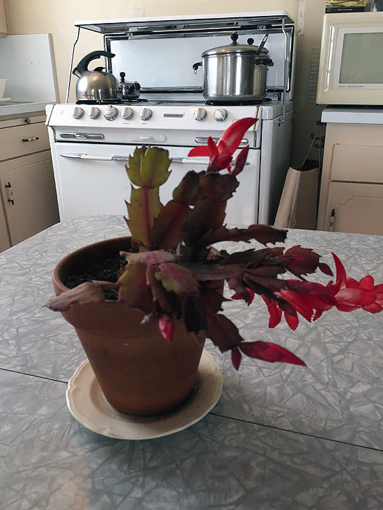 Formica and chrome table with blooming christmas cactus and stove in background